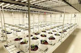 KatchaFire Corp: Thriving Hydroponic Retail and Wholesale Business, with Exclusive Import and Distribution Rights. Approx. $2M in Sales Per Annum!