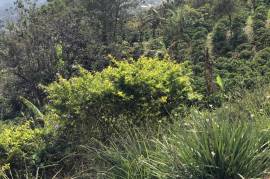 San Miguel Coffee and Avocado Farm: Mountain Property For Sale in San Miguel