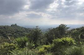 San Miguel Coffee and Avocado Farm: Mountain Property For Sale in San Miguel