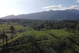 El Lechero Farm: 4.3-hectare property located in Bijagua de Upala.