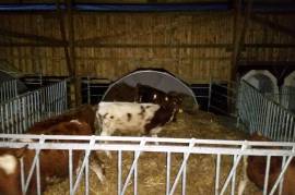 Luxury 5 Bed Farm Estate with Land For Sale In Leka