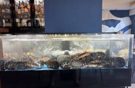 , Restaurant for sale in Valras plage - 310 000 € , Restaurant for sale in Valras plage - 310 000 €