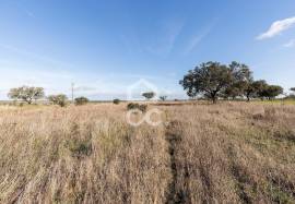 Land Alandroal Capelins