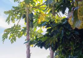 Traditional Madeiran House T3 with Annexes, Large Land and Banana Plantation