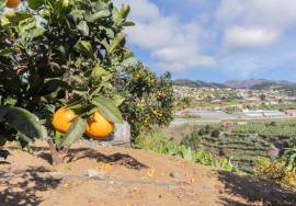 Traditional Madeiran House T3 with Annexes, Large Land and Banana Plantation