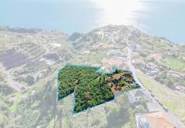 Traditional Madeiran House T3 with Annexes, Large Land and Banana Plantation