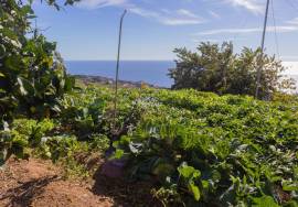 Traditional Madeiran House T3 with Annexes, Large Land and Banana Plantation