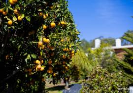 Modern Monchique Country Home