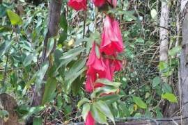 Two Contiguous Rural Properties with Homes in Southern Chile