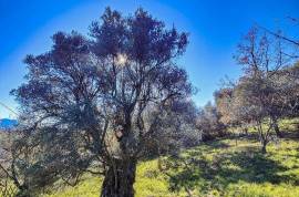 Beautiful Plot of Land in the Countryside Beautiful Plot of Land in the Countryside