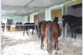 Exceptional Equestrian Property  South West Alentejo