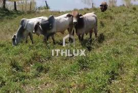 LAND - LIVESTOCK AND AGRICULTURE - CHEPO - SALE