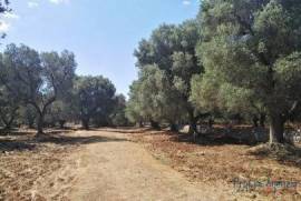 Land with century-old olive grove