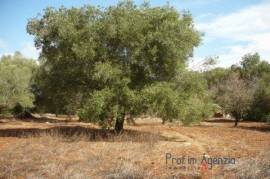 A beautiful land cultivated with old centuries olive grove