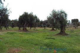 Panoramic land with centuries-old olive trees