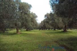 Land with beautiful centuries-old olive groves