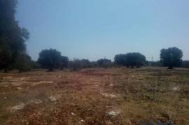 Beautiful wide flat land cultivated with old-centuries olive groves