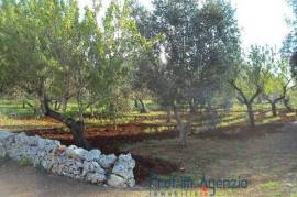 Splendid olive grove and almond trees with possibility to build up to 100 sq m with veranda and pool