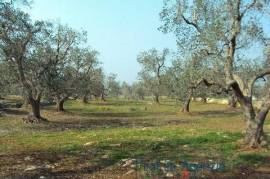 Beautiful Plot of land with centuries old olive grove fenced from a dry wall stone