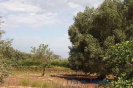 A wonderful olive grove, very close to the sea