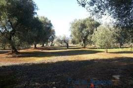 Plot of Land with centuries-old olive groves.