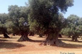 Secular olive groves terrain