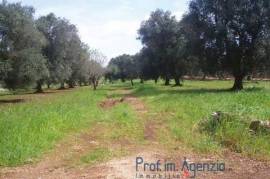 Land with olive grove