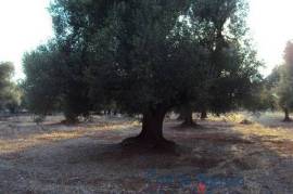 Beautiful plot of land with centuries-old olive grove