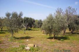 Interesting flat land with beautiful olive and almond trees