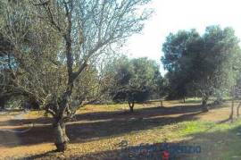 Beautiful land with sea view and olive grove and some plants of almond trees located in a unpolluted area