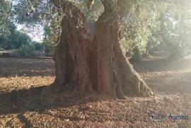 Land with thousand-year-old olive grove