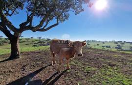 Farm Reguengos de Monsaraz