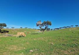 Farm Reguengos de Monsaraz