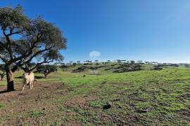 Land Reguengos de Monsaraz