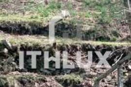 Farm in Fornelos, Cinfães – 7 hectares of land Farm in Fornelos, Cinfães – 7 hectares of land