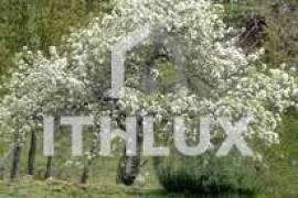 Farm in Fornelos, Cinfães – 7 hectares of land Farm in Fornelos, Cinfães – 7 hectares of land