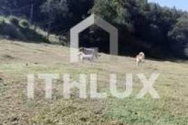 Farm in Fornelos, Cinfães – 7 hectares of land Farm in Fornelos, Cinfães – 7 hectares of land