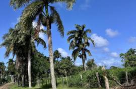 Seaside Residential Lots Near Cabrera Seaside Residential Lots Near Cabrera