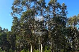 Excellent investment opportunity in Canha – Montijo