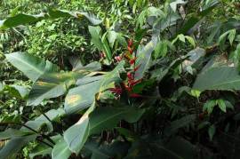 Excellent Plot of land for sale in Pedra Branca do Araraquara Parana