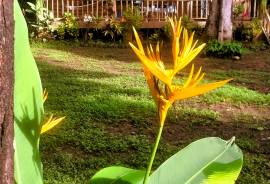 2 Brand New Homes For Sale in Vainilla Costa