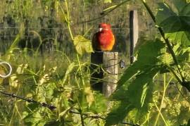 Vineyard Estate With 2 Stunning Homes For Sale In Broke