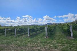 Vineyard Estate With 2 Stunning Homes For Sale In Broke