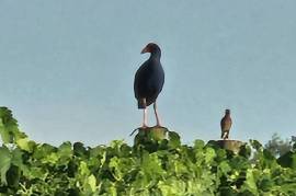 Vineyard Estate With 2 Stunning Homes For Sale In Broke