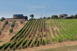 AZ259 - Azienda agricola vitivinicola di 38 ettari con podere, cantina , vigneto DOC e oliveto