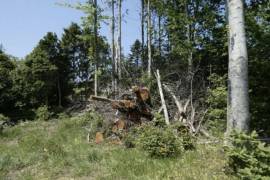 Building Plot For Sale in Lovely Setting