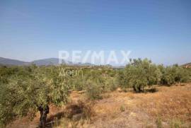 Agricultural 4429 sq.m for sale