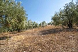 Agricultural 4429 sq.m for sale