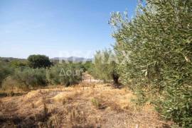 Agricultural 4429 sq.m for sale