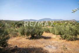 Agricultural 4429 sq.m for sale